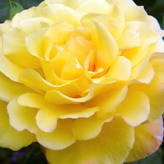 Trandafiri online - Galben - trandafir de parc - trandafir cu parfum discret -  - W. Kordes & Sons - ,-